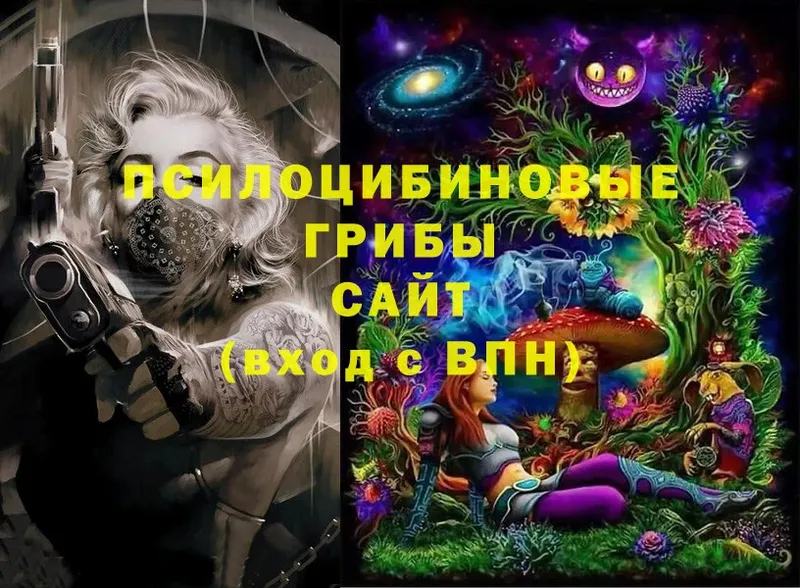 где продают   Бежецк  Галлюциногенные грибы Psilocybe 